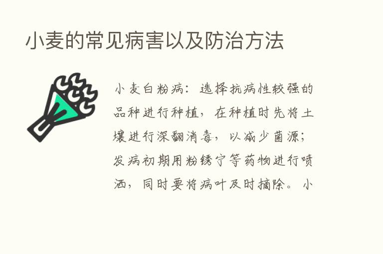 小麦的常见病害以及防治方法