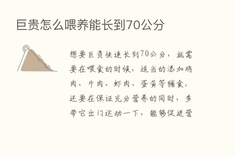 巨贵怎么喂养能长到70公分