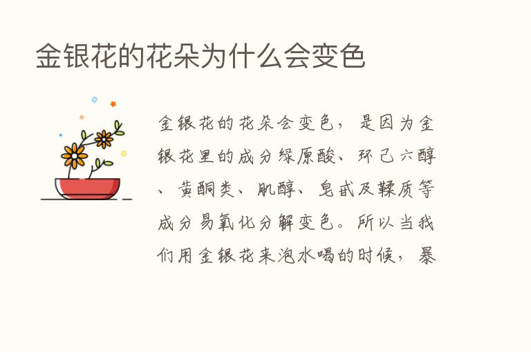 金银花的花朵为什么会变色