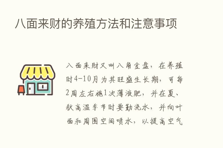 八面来财的养殖方法和注意事项