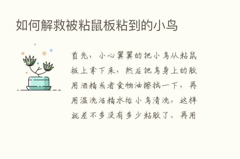 如何解救被粘鼠板粘到的小鸟