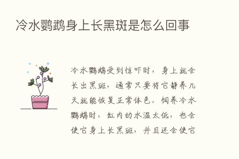 冷水鹦鹉身上长黑斑是怎么回事