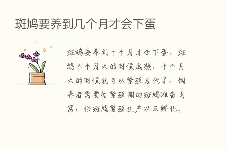 斑鸠要养到几个月才会下蛋