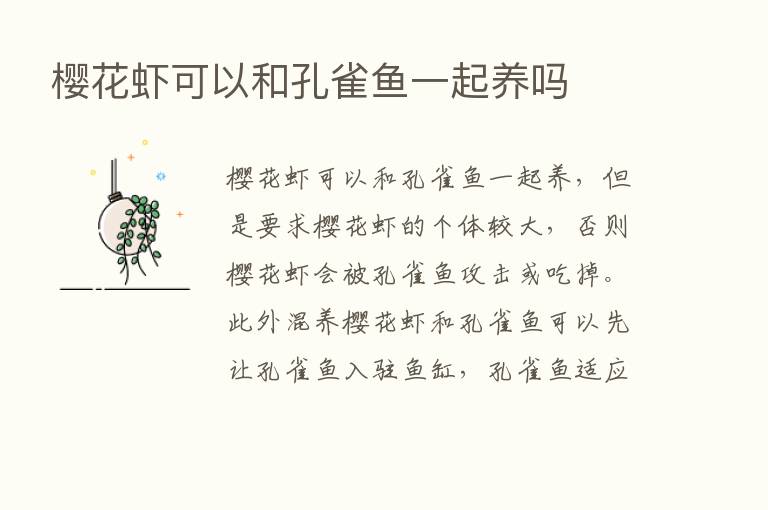 樱花虾可以和孔雀鱼一起养吗