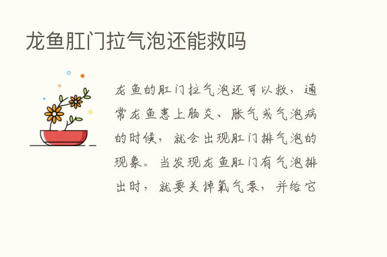 龙鱼肛门拉气泡还能救吗