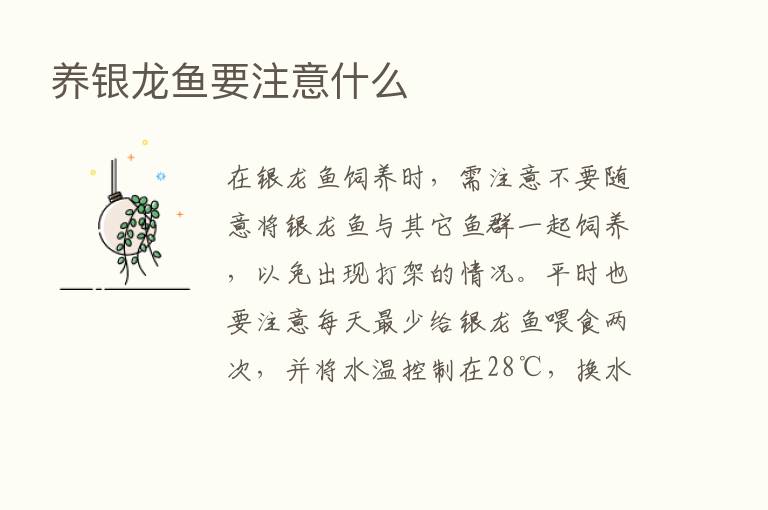 养银龙鱼要注意什么