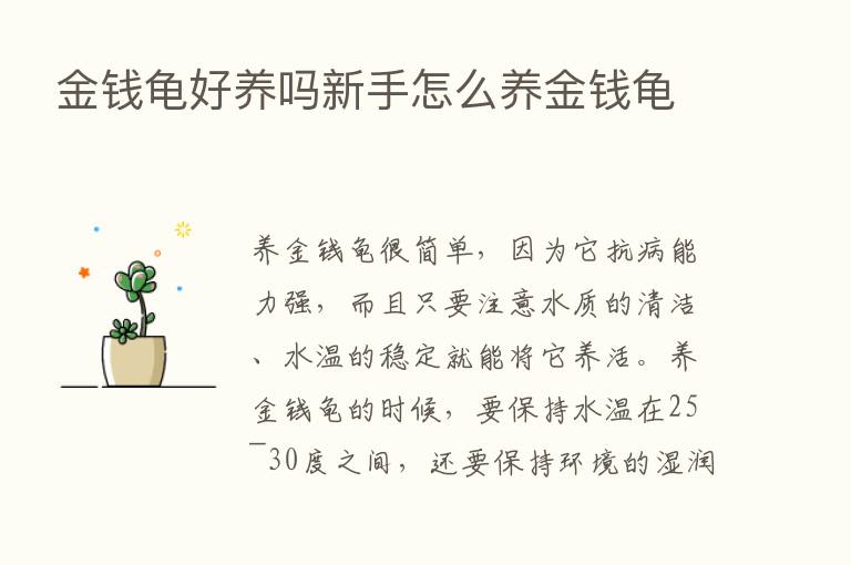 金前龟好养吗新手怎么养金前龟