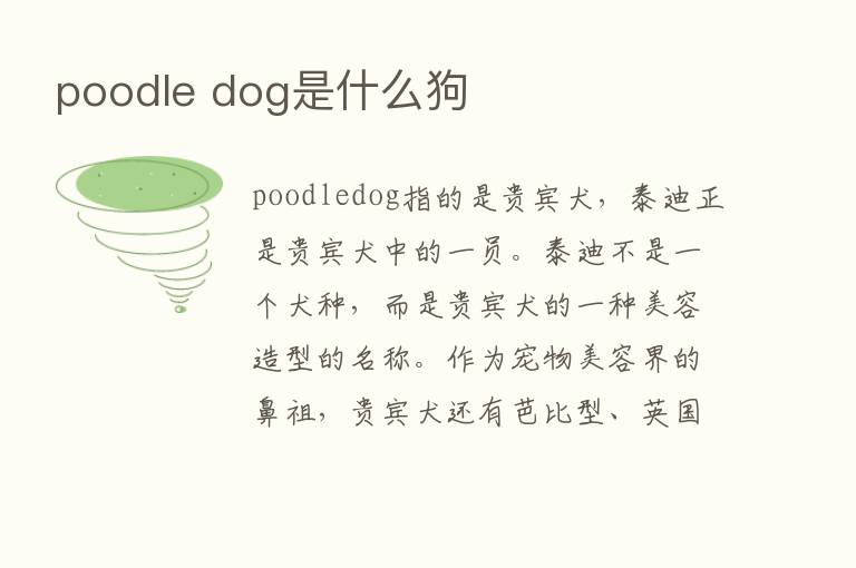 poodle dog是什么狗