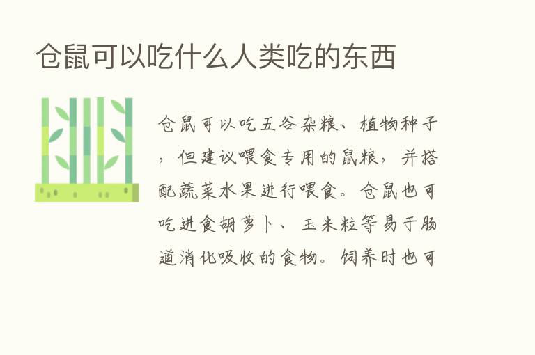 仓鼠可以吃什么人类吃的东西