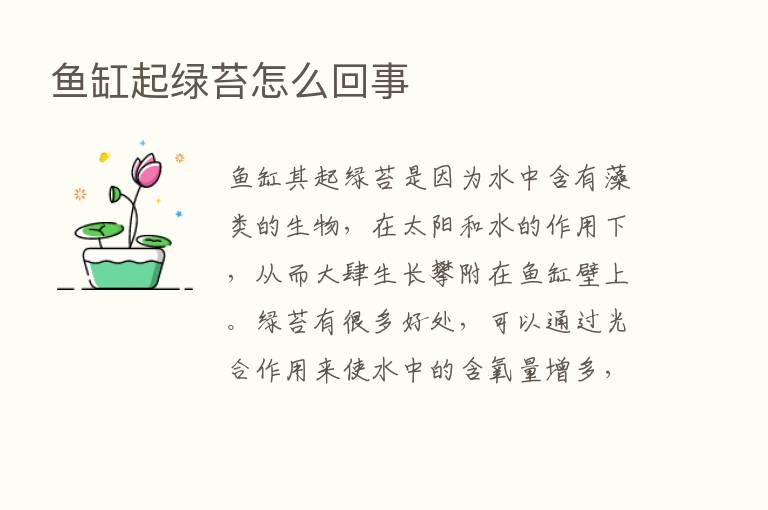 鱼缸起绿苔怎么回事