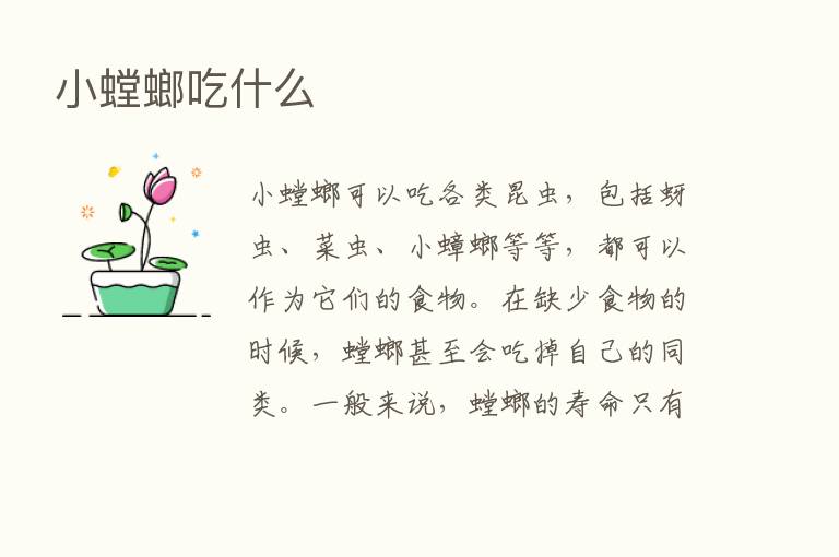 小螳螂吃什么