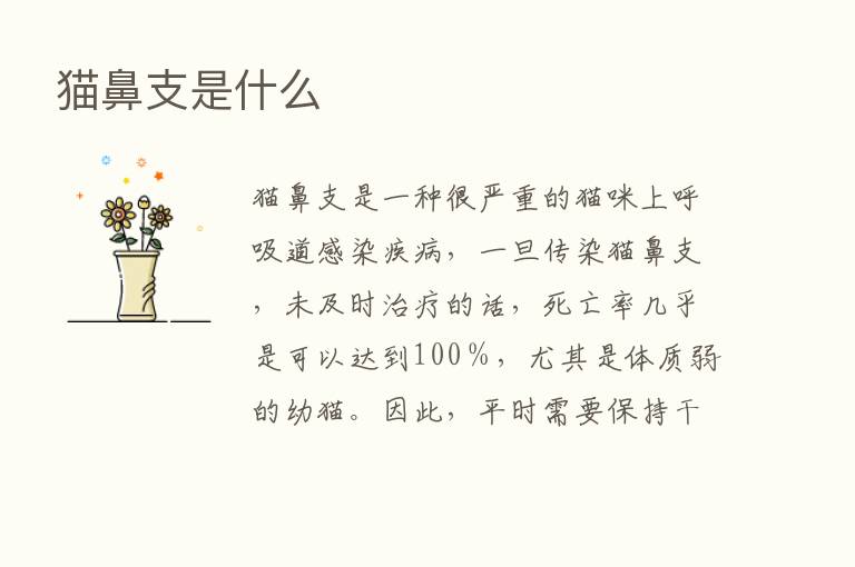 猫鼻支是什么