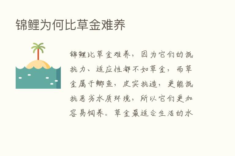 锦鲤为何比草金难养