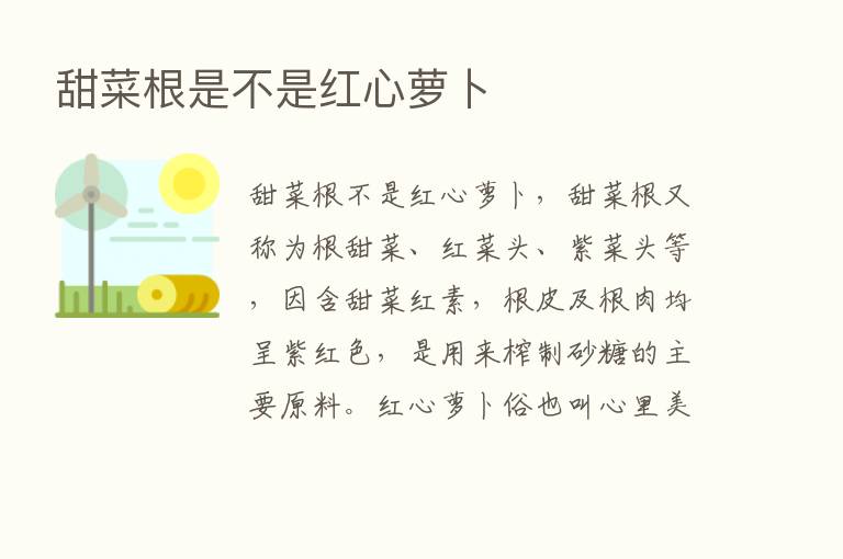 甜菜根是不是红心萝卜