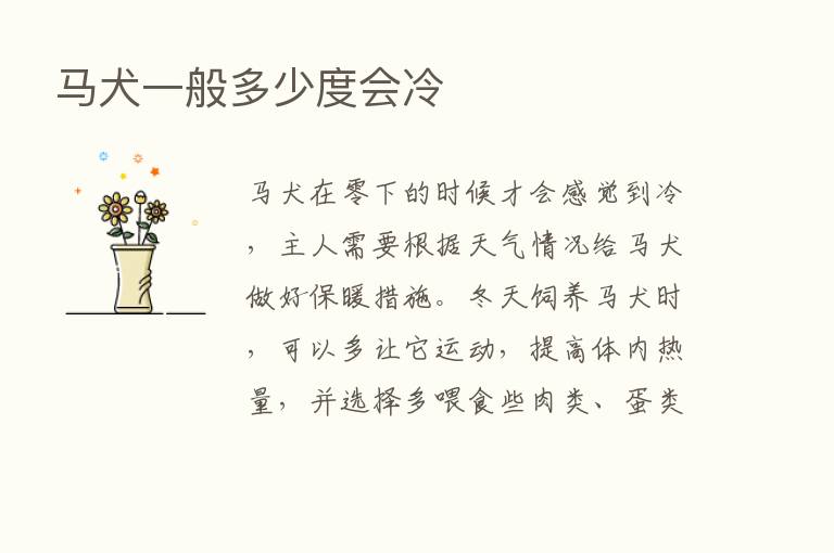 马犬一般多少度会冷