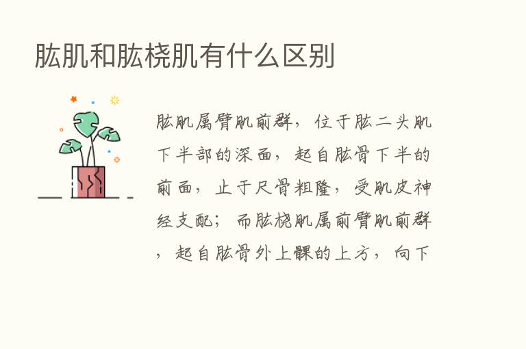 肱肌和肱桡肌有什么区别