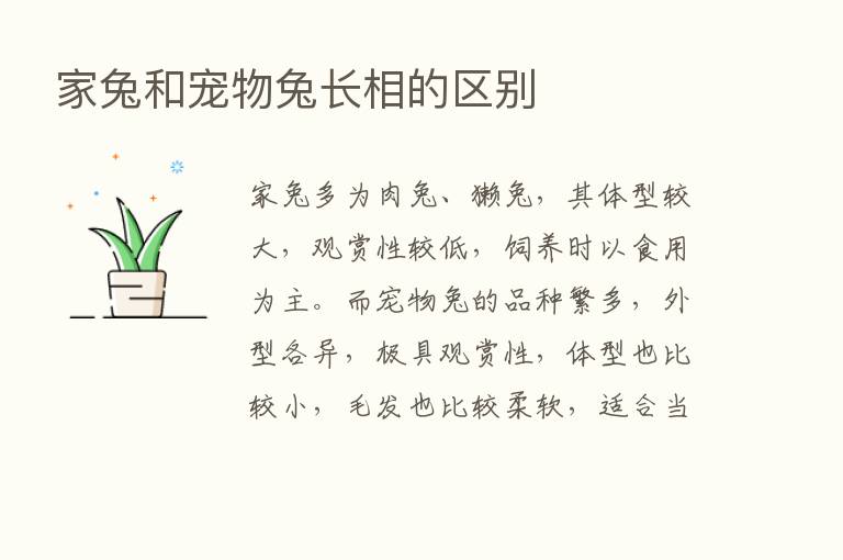 家兔和宠物兔长相的区别