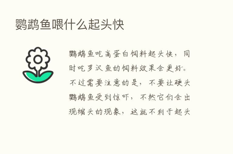 鹦鹉鱼喂什么起头快