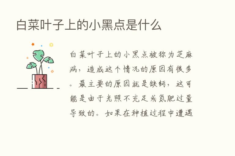 白菜叶子上的小黑点是什么