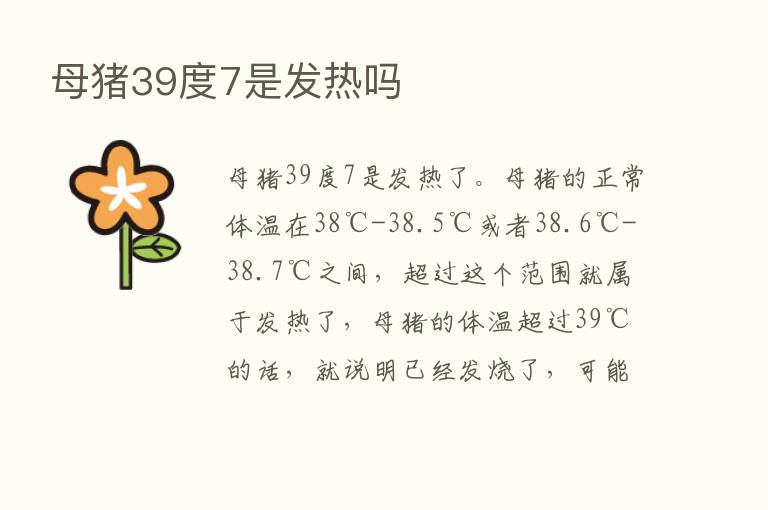 母猪39度7是发热吗