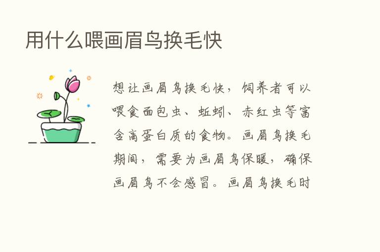 用什么喂画眉鸟换毛快