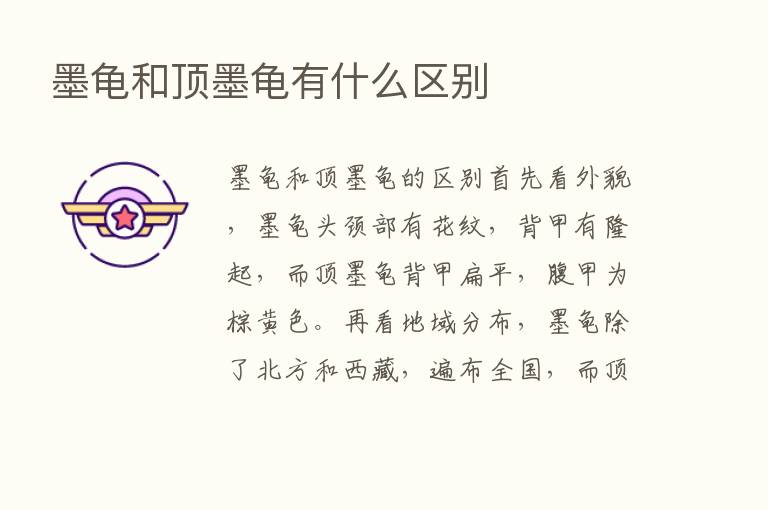 墨龟和顶墨龟有什么区别