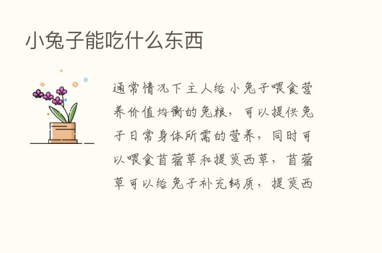 小兔子能吃什么东西