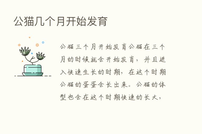 公猫几个月开始发育