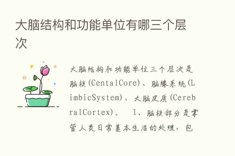 大脑结构和功能单位有哪三个层次