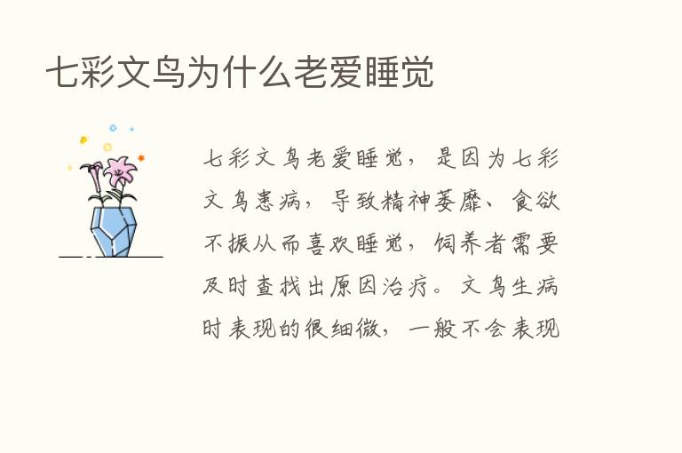 七彩文鸟为什么老爱睡觉