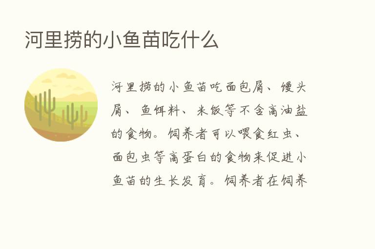 河里捞的小鱼苗吃什么