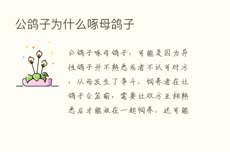 公鸽子为什么啄母鸽子