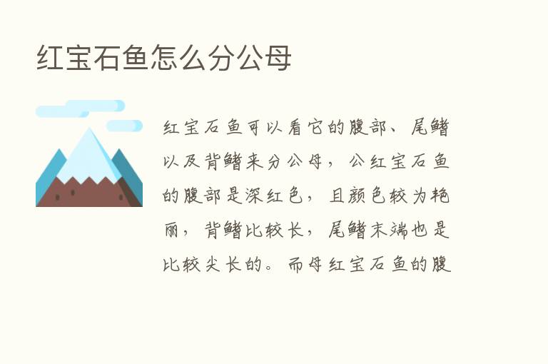 红宝石鱼怎么分公母