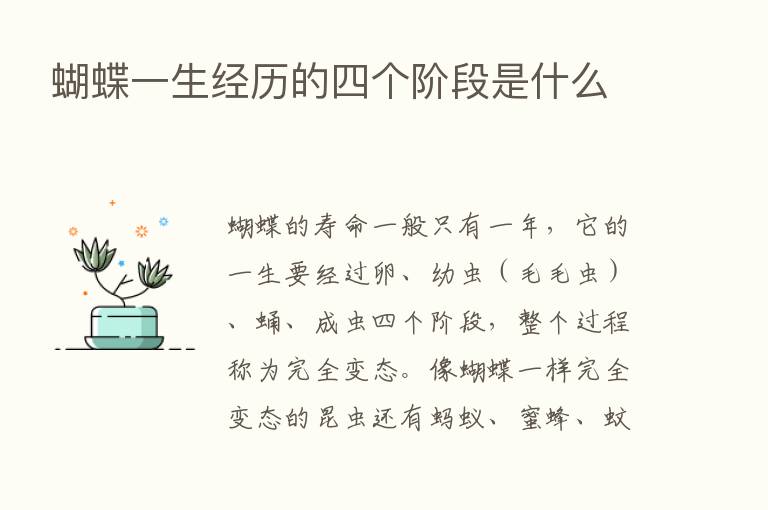 蝴蝶一生经历的四个阶段是什么