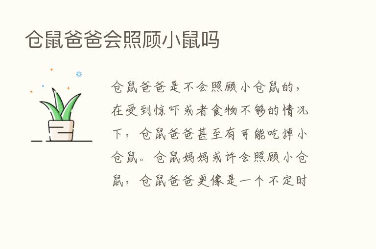 仓鼠爸爸会照顾小鼠吗