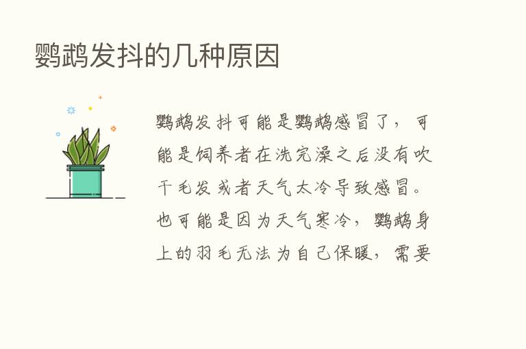 鹦鹉发抖的几种原因