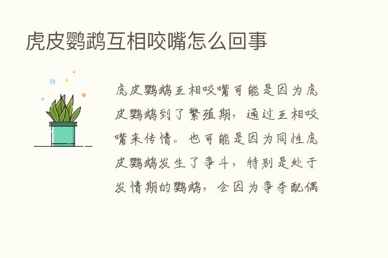 虎皮鹦鹉互相咬嘴怎么回事