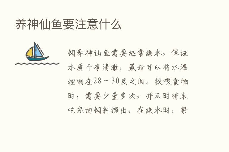 养神仙鱼要注意什么