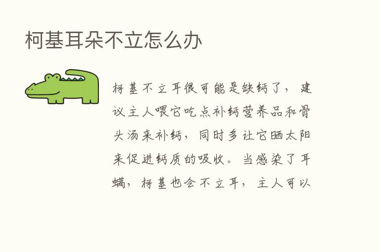 柯基耳朵不立怎么办