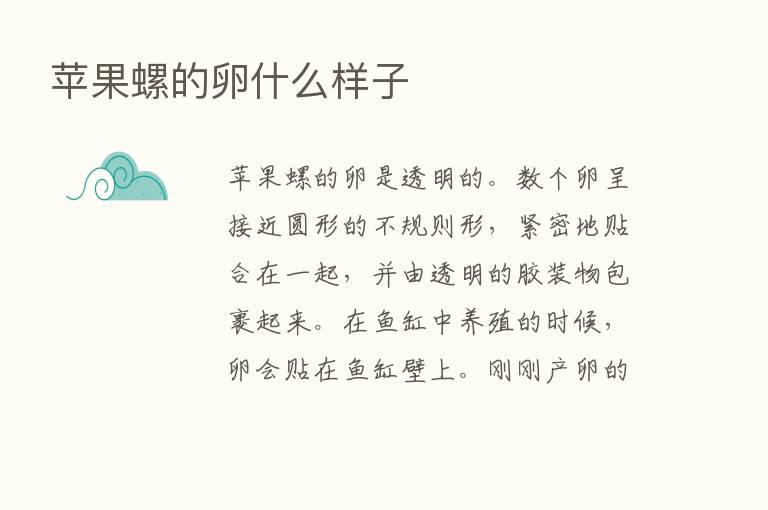 苹果螺的卵什么样子