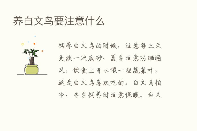 养白文鸟要注意什么