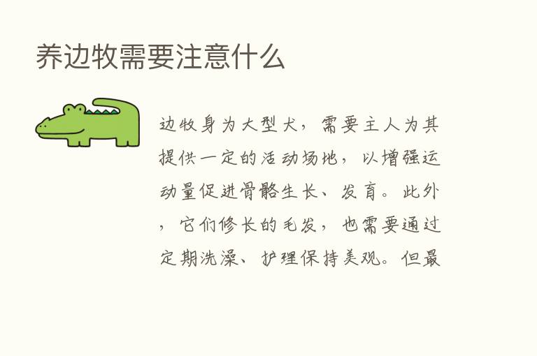 养边牧需要注意什么