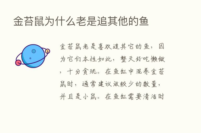 金苔鼠为什么老是追其他的鱼