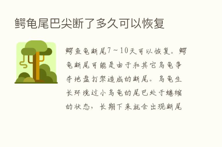 鳄龟尾巴尖断了多久可以恢复