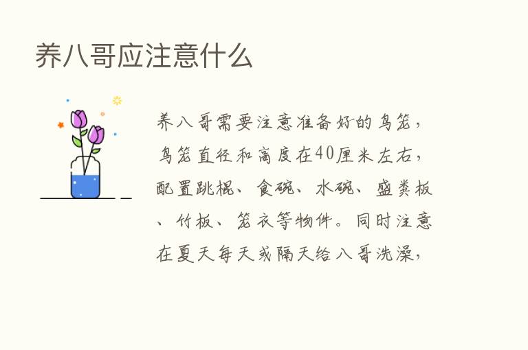 养八哥应注意什么