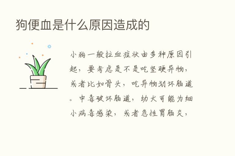 狗便血是什么原因造成的