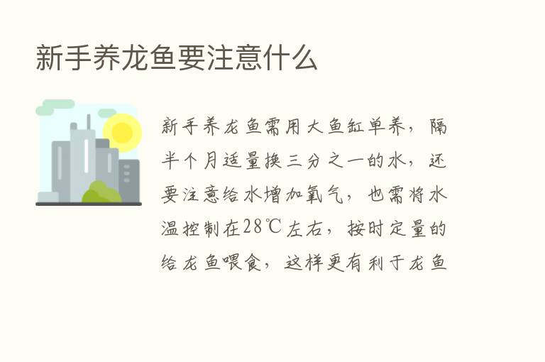 新手养龙鱼要注意什么