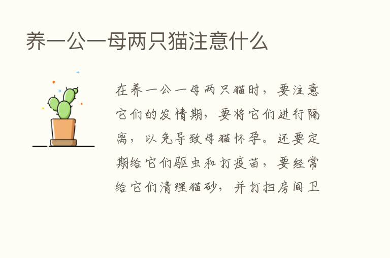 养一公一母两只猫注意什么