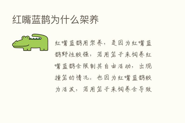 红嘴蓝鹊为什么架养