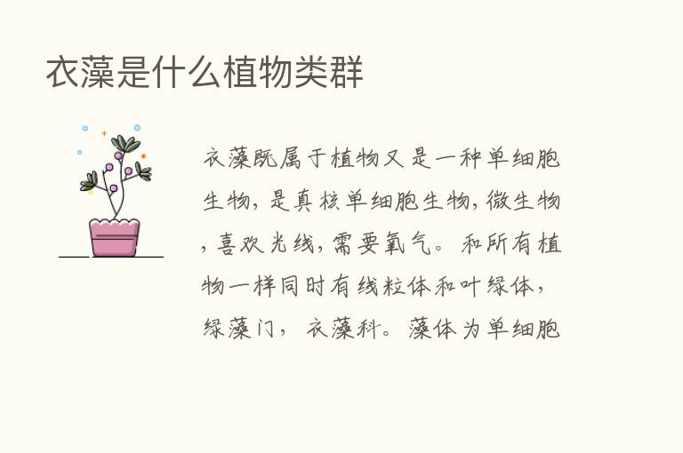 衣藻是什么植物类群